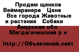 Продам щенков Веймаранера › Цена ­ 30 - Все города Животные и растения » Собаки   . Амурская обл.,Магдагачинский р-н